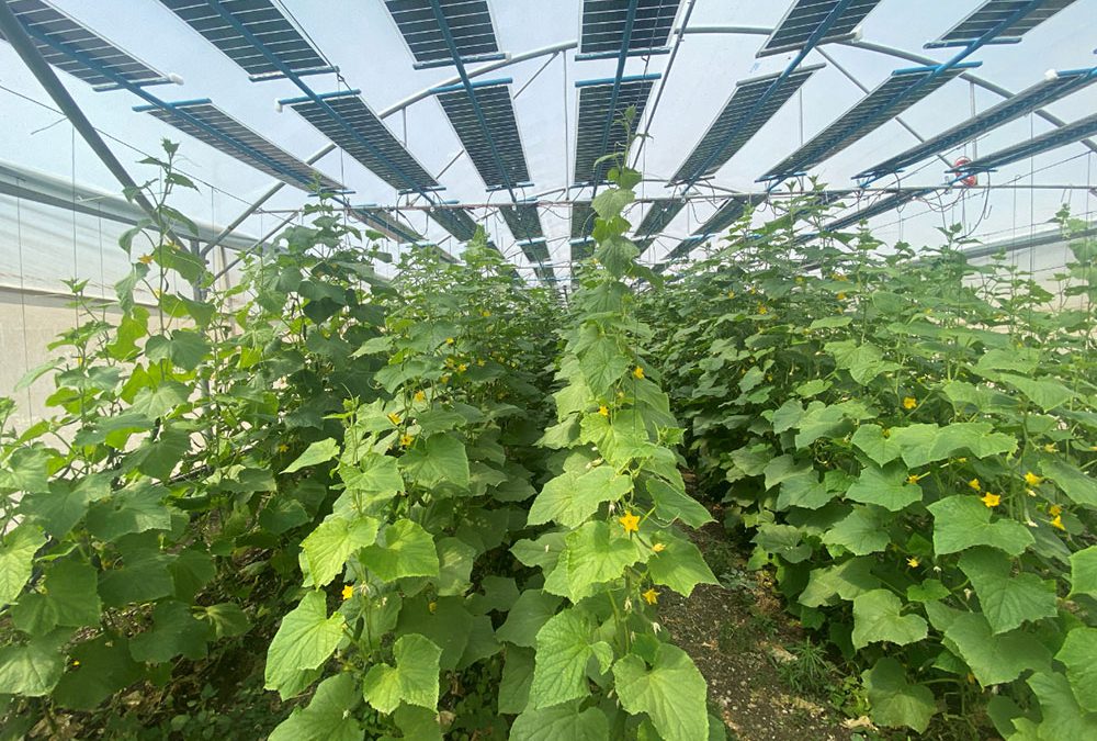 Увеличаване на добива в оранжериите с иновативна агроволтаична технология