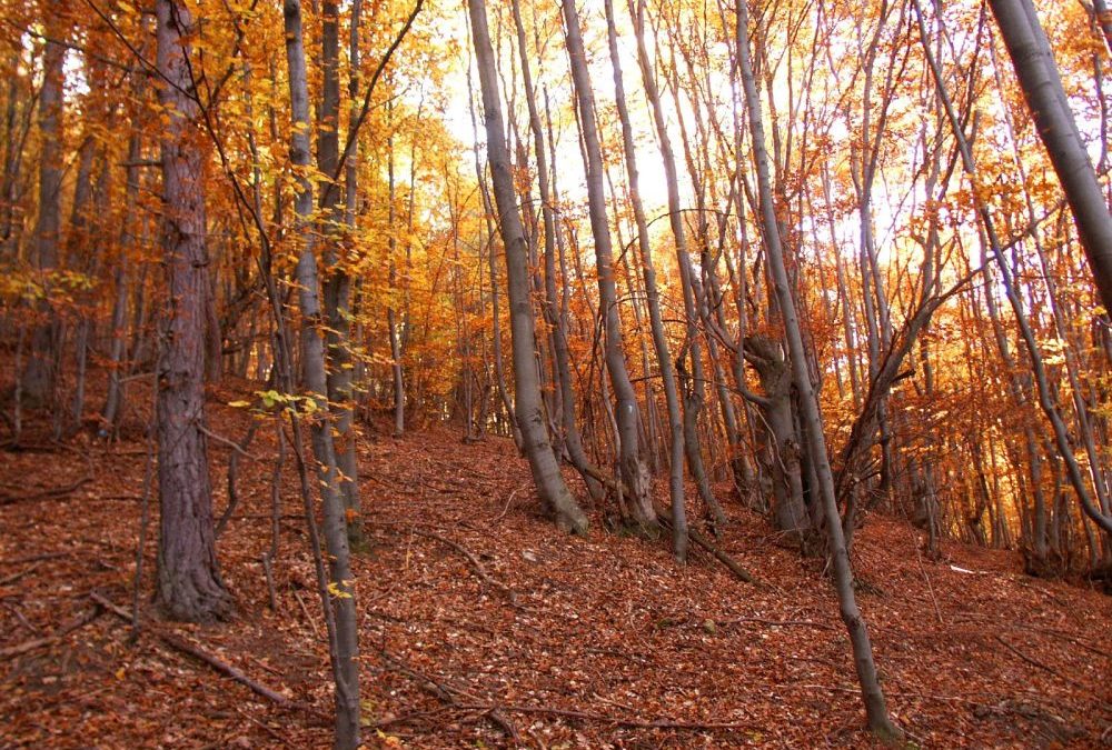 Как повишаването на температурите се отразява на дървесината и горите