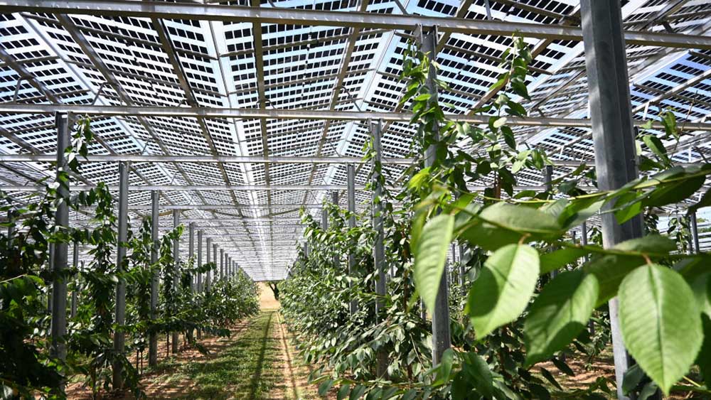 Субсидии за соларни панели върху земеделска земя: Чешкият модел за устойчивост